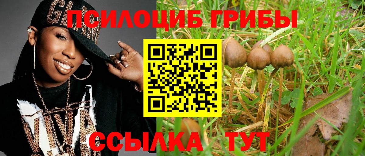 Галлюциногенные грибы Psilocybe Дербент